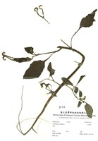 藏品(耳鉤草)的圖片